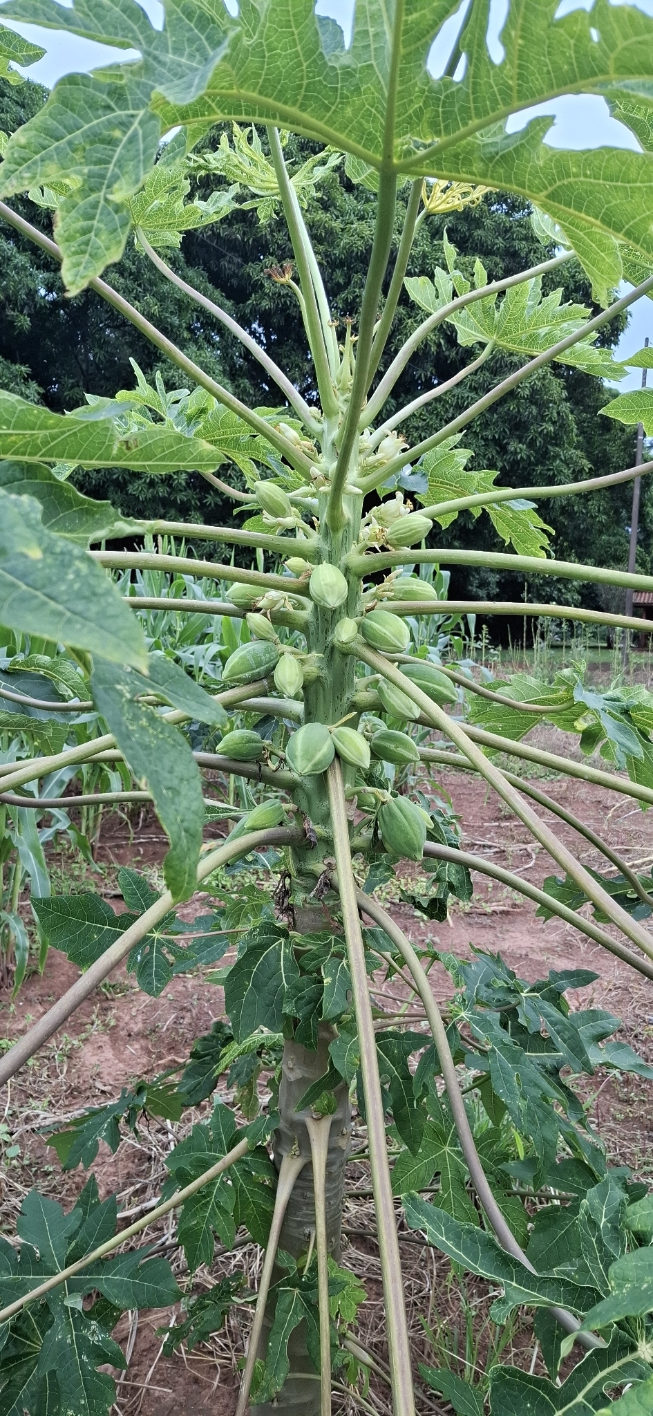 Carica papaya