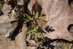 Taenidia integerrima