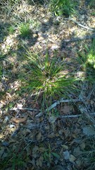 Carex styloflexa