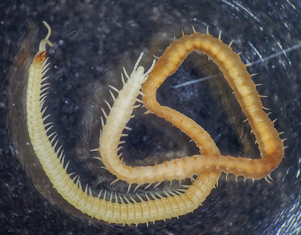 Chomatobius euphorion
