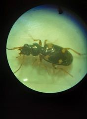 Bembidion quadrimaculatum