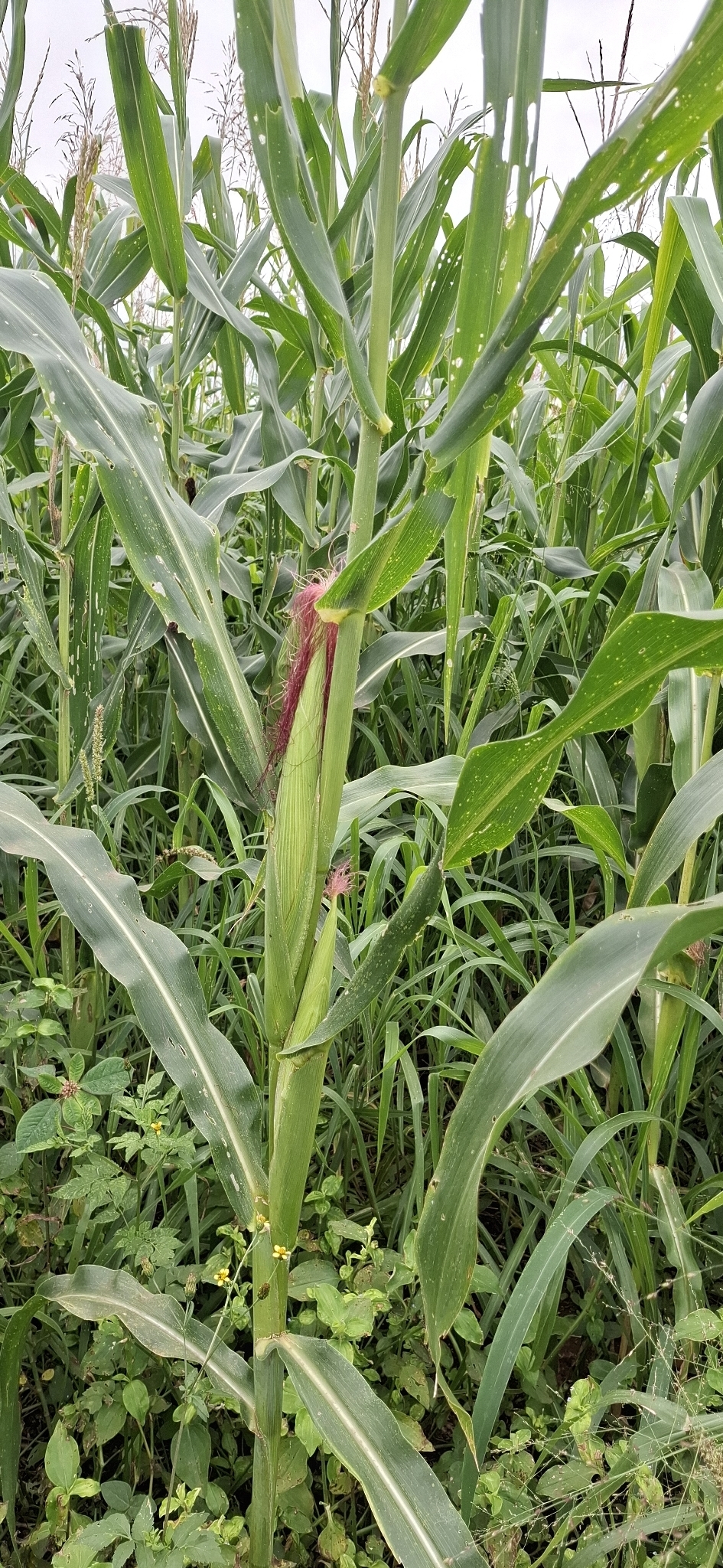 Zea mays