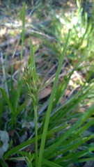 Carex styloflexa