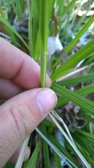 Carex styloflexa