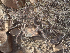 Monsonia camdeboensis