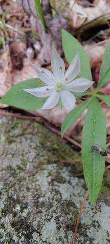 northern starflower