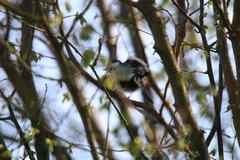 Parus major newtoni