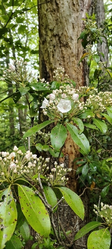 Mountain Laurel