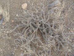 Monsonia camdeboensis