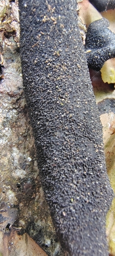 Smooth Rock Tripe
