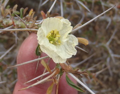 Monsonia camdeboensis