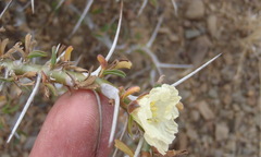 Monsonia camdeboensis