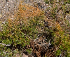Cuscuta nevadensis