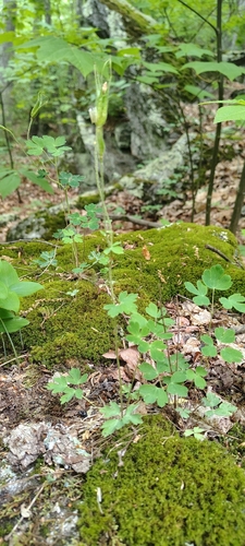 Red Columbine