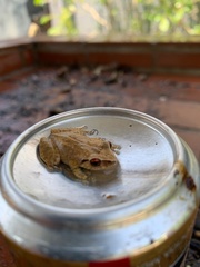 Eleutherodactylus antillensis