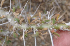 Monsonia camdeboensis