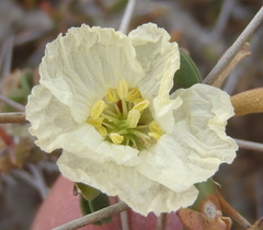Monsonia camdeboensis