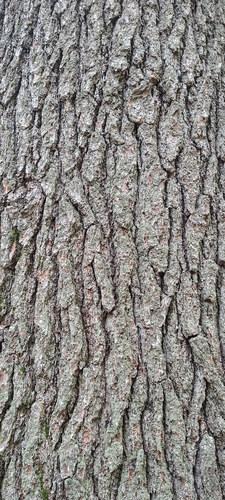 eastern white pine