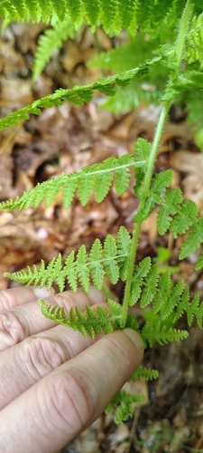 hay-scented fern