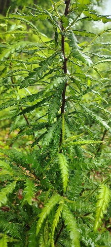 sweetfern