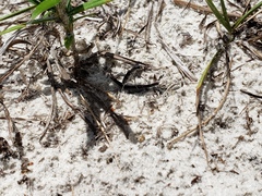 Ellipsoptera hirtilabris