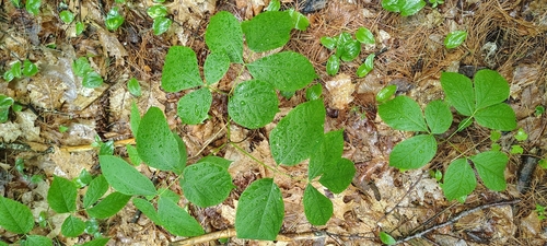 wild sarsaparilla