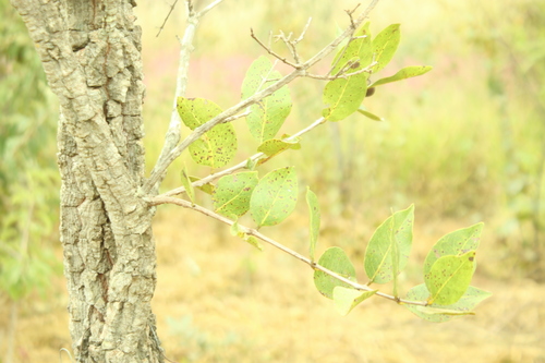 Cagaita (Eugenia dysenterica)