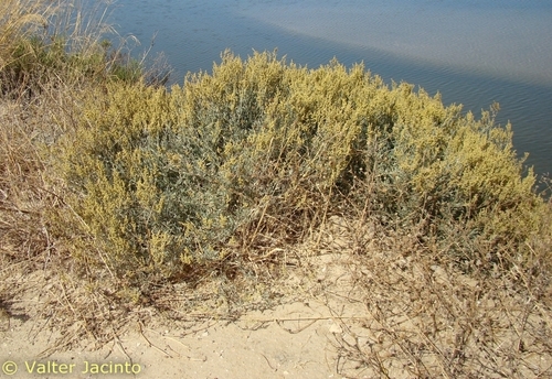Sea-purslane