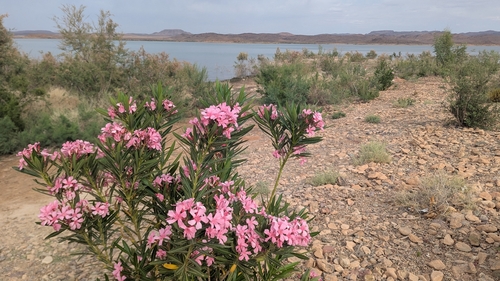oleander
