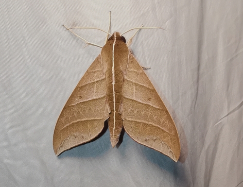 Elibia dolichoides