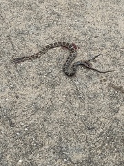 Pantherophis obsoletus