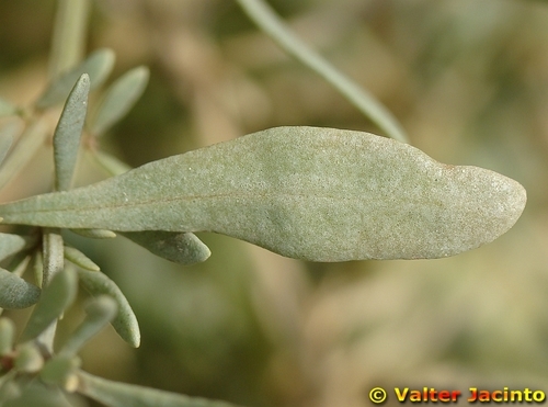 Sea-purslane