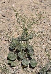 Eriogonum deflexum deflexum