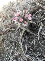 Pedicularis hirsuta