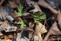 Taenidia integerrima
