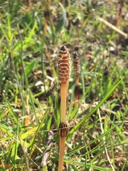 Equisetum arvense