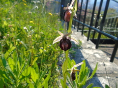 Ophrys ferrum-equinum