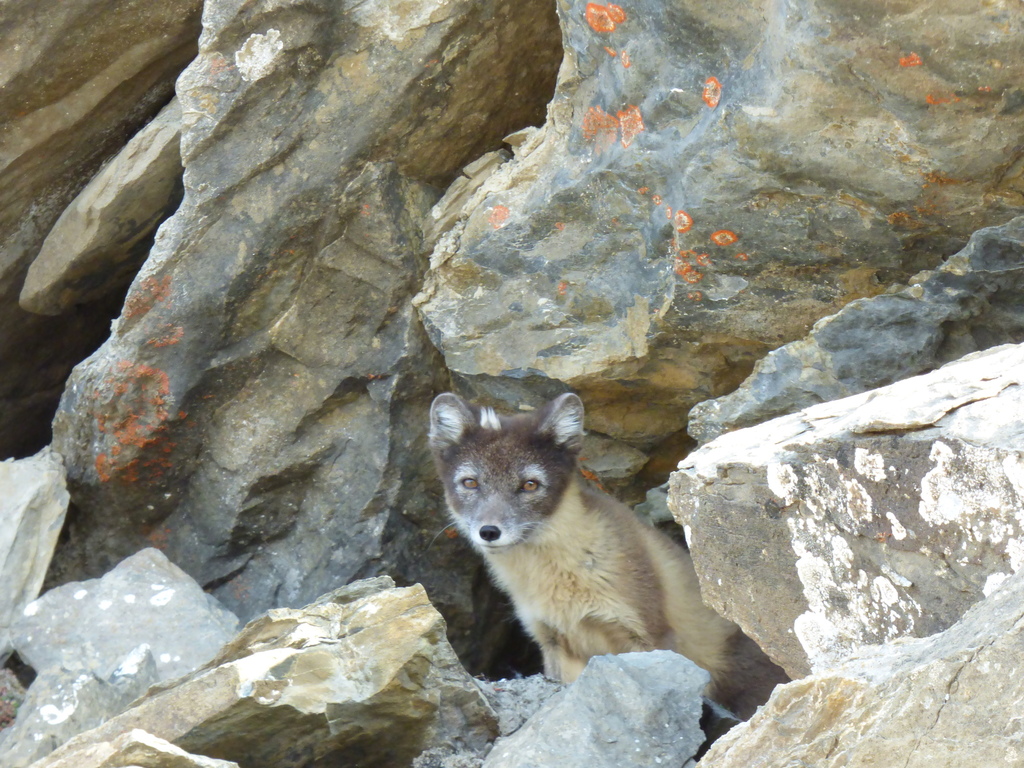 Arctic Fox from Qikiqtaaluk, NU, Canada on July 29, 2019 at 06:47 PM by ...