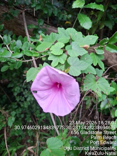 Ipomoea ficifolia, 2026-05-23