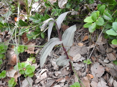 Epipactis kleinii