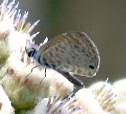 Leptotes cassius cassidula