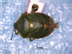 Chlorochroa persimilis