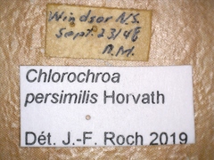 Chlorochroa persimilis