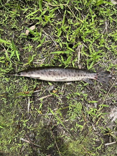 Florida Gar