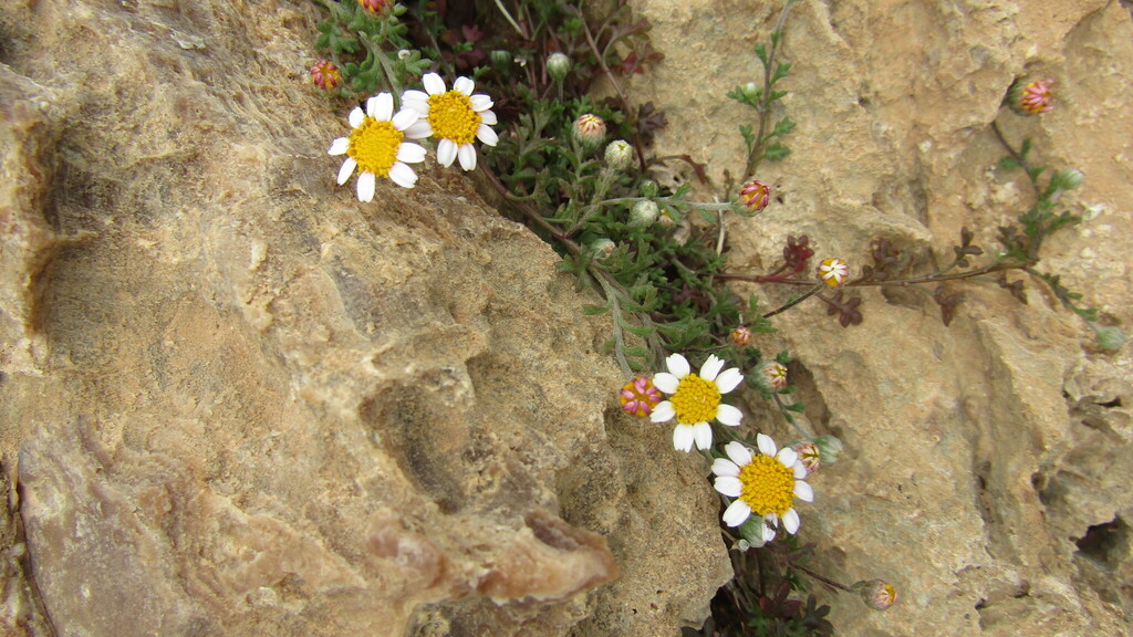 Anthemis glaberrima