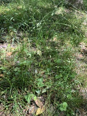 Festuca rubra litoralis