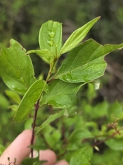 Cornus foemina