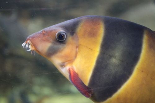 Clown loach (Chromobotia macracanthus) — Botiidae — 3