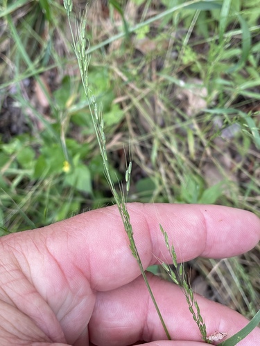 Limnodea arkansana, photograph 6