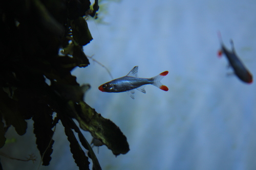 Asian rummynose (Sawbwa resplendens) — Cyprinidae — 3